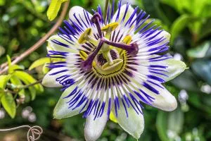 Passiflore : zoom sur la fleur qui apaise le stress. Elle est blanche et violette.