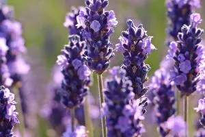 Photo de fleurs de lavande en gros plan.