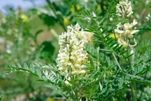 Plante d'astragale verte avec des fleurs jaune. Il s'agit de compléments alimentaires pour bien vieillir.