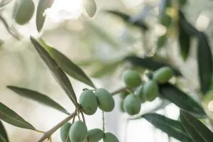 Feuilles d'olivier et olives riches en hydroxytyrosol, essentiel comme compléments alimentaires pour bien vieillir.