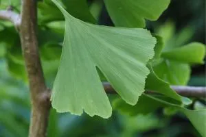 Feuilles de Ginkgo Biloba verte.