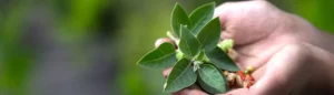 Une plante d'ashwagandha (feuilles, racine et fruit) dans les mains d'une femme.