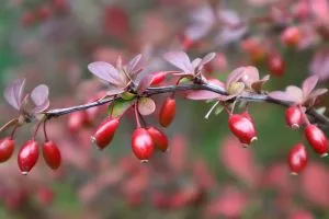 Branche de berbérine en gros plan, elle comporte des baies rouges. Idéale pour faire baisser naturellement la glycémie.