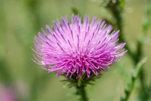 Fleur rose de chardon-marie en gros plan, l'un des meilleurs remèdes naturels pour la vésicule biliaire.