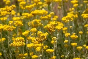 Fleurs jaunes d'hélichryse italienne dans un champs.