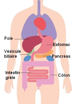 Schéma du système digestif (foie, vésicule biliaire, pancréas, intestins)