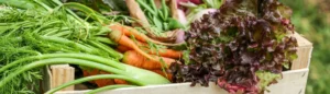 Produits bio pas chers : des légumes bio dans une cagette en bois