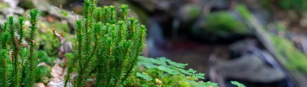 Une plante d'Huperzia Serrata dans la forêt riche en huperzine A.