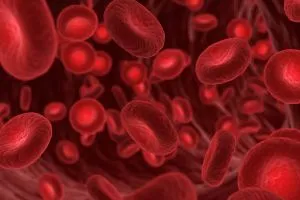 Des globules rouges qui représentent la composition du sang.