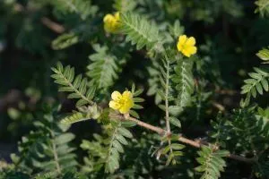 Fleurs jaunes de tribulus terrestris, une des meilleures solutions naturelles en pharmacie contre les problèmes d'érection.