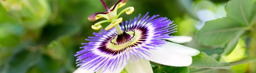 Fleur de passiflore en macro.