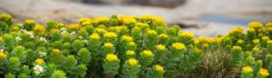 Des fleurs jaunes de rhodiola qui poussent sur une montagne.
