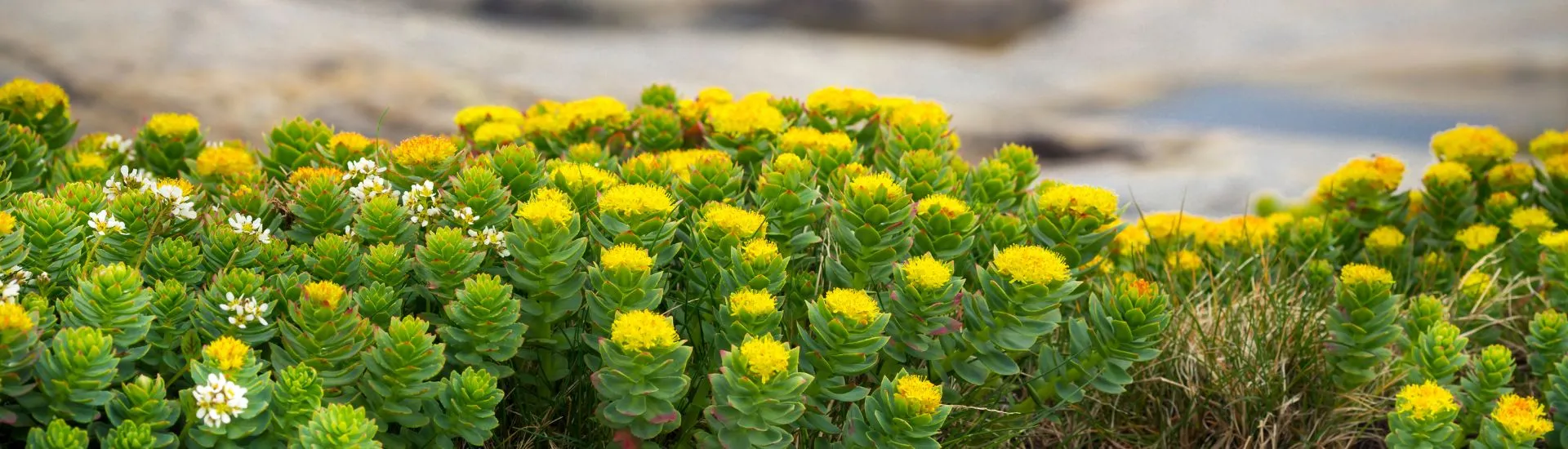Rhodiola, la plante adaptogène qui aide votre corps à résister au stress