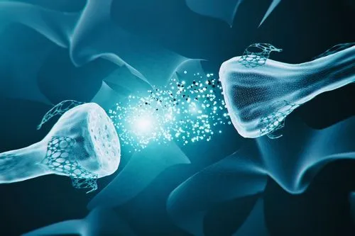 Des synapses qui montrent un transfert de neurotransmetteurs.