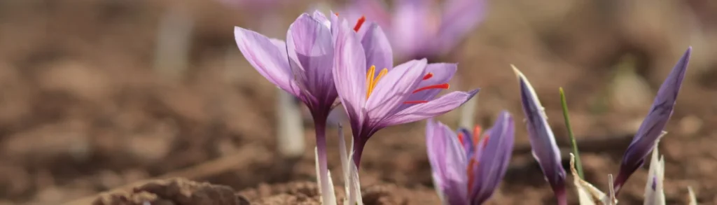 Des fleurs Crocus qui contiennent des stigmates de safran.