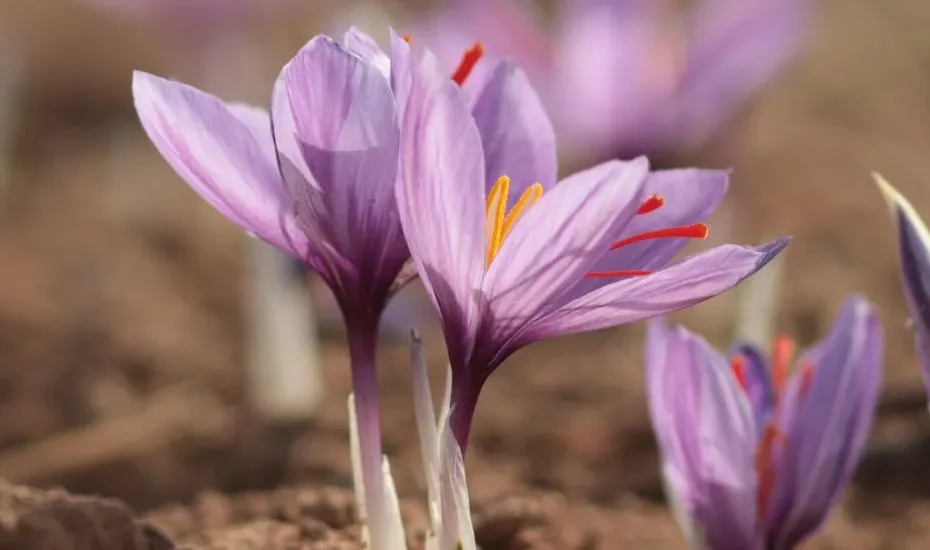 Des fleurs Crocus qui contiennent des stigmates de safran.