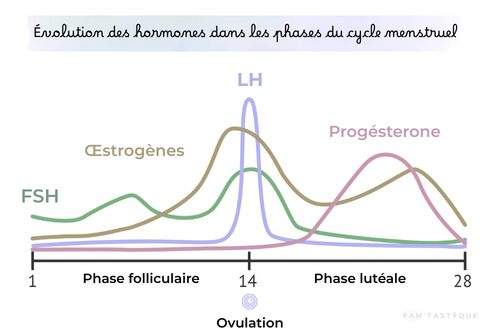 Illustration des fluctuations hormonales pendant le cycle menstruel