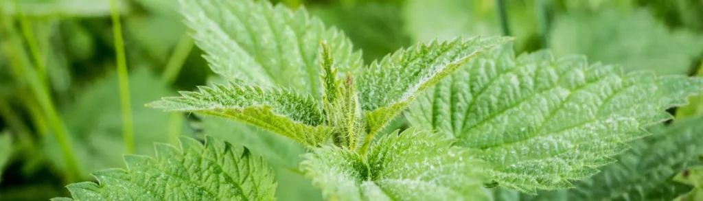 Macro de feuilles d'ortie.