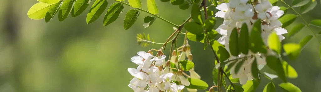 Photo d'une branche de sophora japonica d'où est extraite la quercétine.