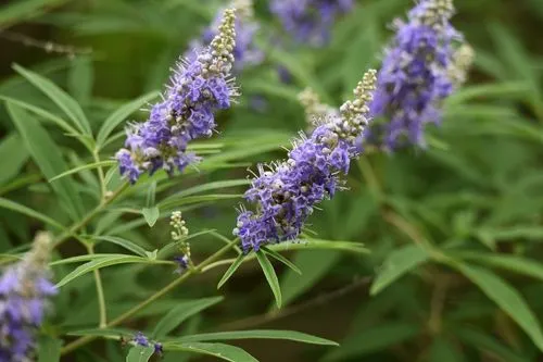 Fleurs violettes de vitex agnus castus (gattilier)