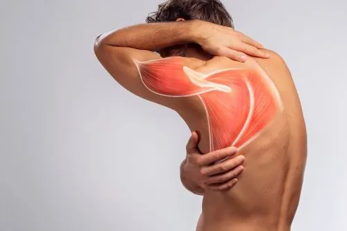 Un homme qui se tient l'épaule, on voit une illustration de son muscle à travers sa peau.