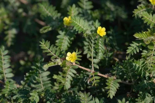 Trois fleurs jaunes de tribulus terrestris