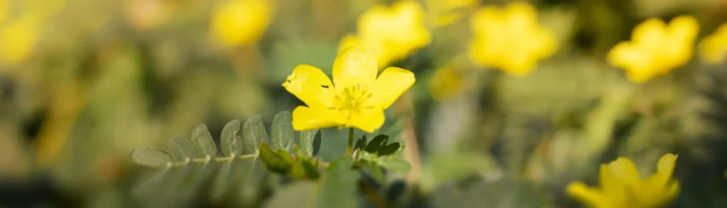 Fleur jaune de tribulus terrestris en gros plan.