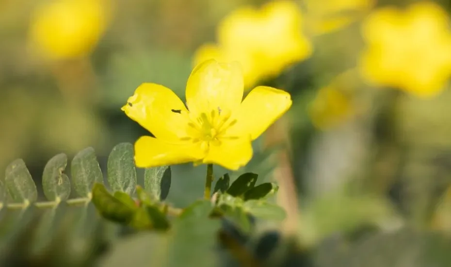 Fleur jaune de tribulus terrestris en gros plan.