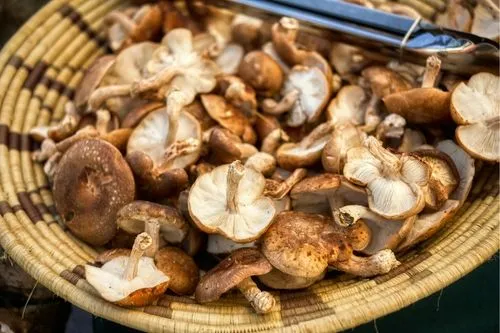 Champignons shiitakés riches en ergothionéine dans un panier en osier.