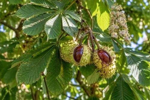Marron d'inde, on aperçoit les fruits dans le marronnier.