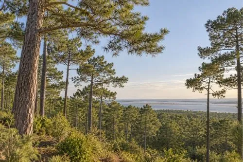 Forêt de pins maritimes d'où est extrait le pycnogenol.