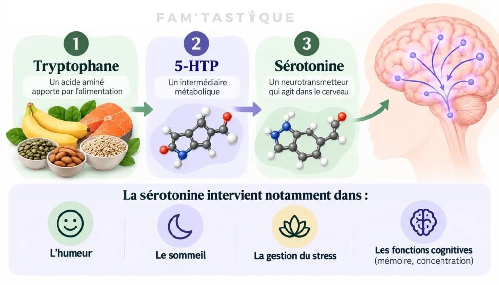 SchĂ©ma illustrant le rĂŽle du tryptophane, un acide aminĂ© alimentaire, dans la production de sĂ©rotonine et son intĂ©rĂȘt comme prĂ©curseur dâun antidĂ©presseur naturel.